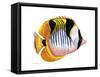 Fish 1 Red-Yellow-Olga And Alexey Drozdov-Framed Stretched Canvas