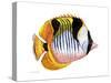 Fish 1 Red-Yellow-Olga And Alexey Drozdov-Stretched Canvas