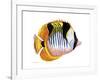 Fish 1 Red-Yellow-Olga And Alexey Drozdov-Framed Giclee Print