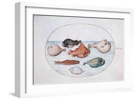 Fish, 16th Century-Joris Hoefnagel-Framed Giclee Print