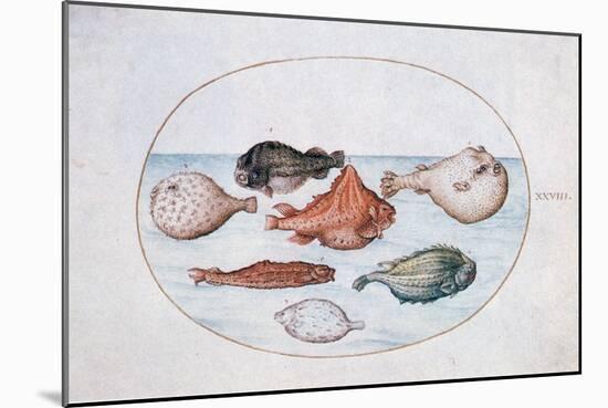 Fish, 16th Century-Joris Hoefnagel-Mounted Giclee Print