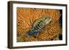 Fish 1-Lee Peterson-Framed Photographic Print