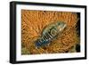 Fish 1-Lee Peterson-Framed Photographic Print