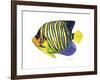 Fish 2 Blue-Yellow-Olga And Alexey Drozdov-Framed Giclee Print