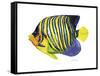 Fish 2 Blue-Yellow-Olga And Alexey Drozdov-Framed Stretched Canvas