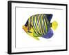 Fish 2 Blue-Yellow-Olga And Alexey Drozdov-Framed Giclee Print