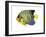 Fish 2 Blue-Yellow-Olga And Alexey Drozdov-Framed Premium Giclee Print