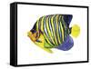 Fish 2 Blue-Yellow-Olga And Alexey Drozdov-Framed Stretched Canvas