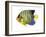 Fish 2 Blue-Yellow-Olga And Alexey Drozdov-Framed Giclee Print