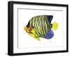 Fish 2 Blue-Yellow-Olga And Alexey Drozdov-Framed Giclee Print