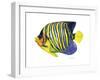 Fish 2 Blue-Yellow-Olga And Alexey Drozdov-Framed Giclee Print