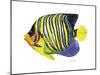 Fish 2 Blue-Yellow-Olga And Alexey Drozdov-Mounted Giclee Print