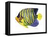 Fish 2 Blue-Yellow-Olga And Alexey Drozdov-Framed Stretched Canvas