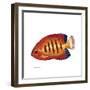 Fish 2 Red-Yellow-Olga And Alexey Drozdov-Framed Giclee Print