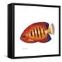 Fish 2 Red-Yellow-Olga And Alexey Drozdov-Framed Stretched Canvas