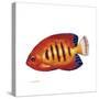 Fish 2 Red-Yellow-Olga And Alexey Drozdov-Stretched Canvas