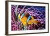 Fish 2-Lee Peterson-Framed Photographic Print