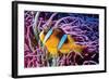 Fish 2-Lee Peterson-Framed Photographic Print