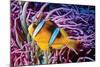 Fish 2-Lee Peterson-Mounted Photographic Print