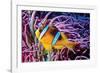 Fish 2-Lee Peterson-Framed Photographic Print