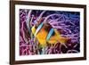 Fish 2-Lee Peterson-Framed Photographic Print