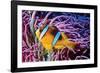 Fish 2-Lee Peterson-Framed Photographic Print