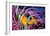 Fish 2-Lee Peterson-Framed Photographic Print