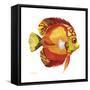 Fish 3 Red-Yellow-Olga And Alexey Drozdov-Framed Stretched Canvas