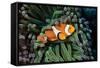 Fish 3-Lee Peterson-Framed Stretched Canvas