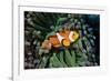 Fish 3-Lee Peterson-Framed Photographic Print