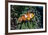 Fish 3-Lee Peterson-Framed Photographic Print