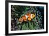 Fish 3-Lee Peterson-Framed Photographic Print