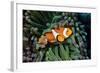 Fish 3-Lee Peterson-Framed Photographic Print