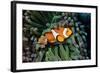 Fish 3-Lee Peterson-Framed Photographic Print