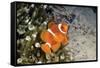 Fish 4-Lee Peterson-Framed Stretched Canvas