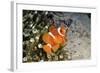 Fish 4-Lee Peterson-Framed Photographic Print