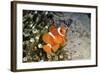 Fish 4-Lee Peterson-Framed Photographic Print