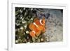 Fish 4-Lee Peterson-Framed Photographic Print