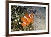 Fish 4-Lee Peterson-Framed Photographic Print