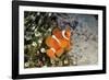 Fish 4-Lee Peterson-Framed Photographic Print