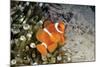 Fish 4-Lee Peterson-Mounted Photographic Print