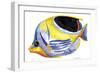 Fish 5 Blue-Yellow-Olga And Alexey Drozdov-Framed Premium Giclee Print