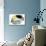 Fish 5 Blue-Yellow-Olga And Alexey Drozdov-Giclee Print displayed on a wall