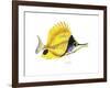 Fish 5 Red-Yellow-Olga And Alexey Drozdov-Framed Giclee Print