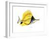 Fish 5 Red-Yellow-Olga And Alexey Drozdov-Framed Giclee Print