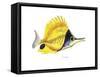 Fish 5 Red-Yellow-Olga And Alexey Drozdov-Framed Stretched Canvas