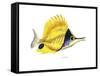 Fish 5 Red-Yellow-Olga And Alexey Drozdov-Framed Stretched Canvas