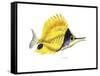 Fish 5 Red-Yellow-Olga And Alexey Drozdov-Framed Stretched Canvas