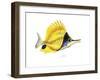 Fish 5 Red-Yellow-Olga And Alexey Drozdov-Framed Premium Giclee Print