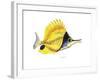 Fish 5 Red-Yellow-Olga And Alexey Drozdov-Framed Giclee Print